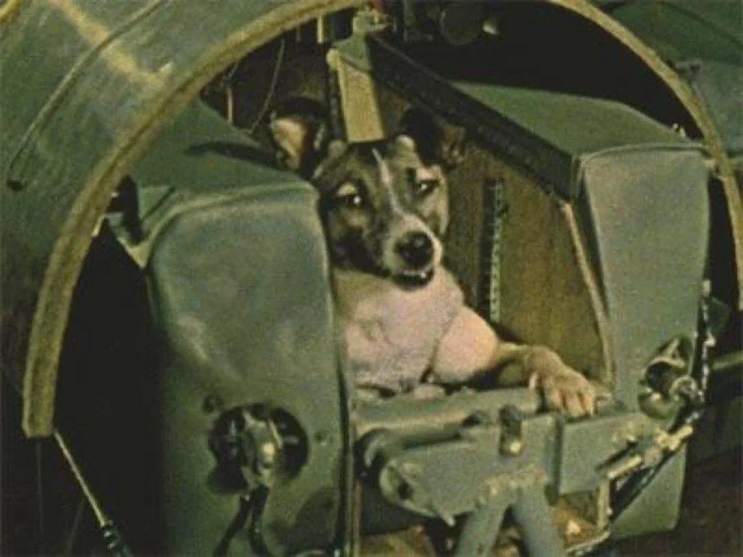 Laika inside the Sputnik 2 capsule, the last photograph taken of her