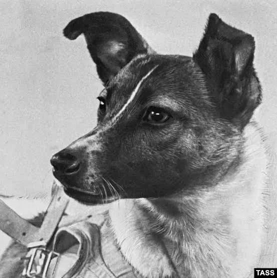 Laika photographed in her flight harness in 1957